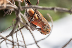 Loxia sinesciuris
