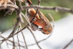 Loxia sinesciuris