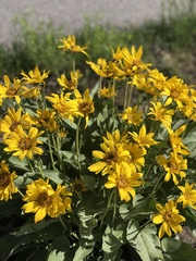 Wyethia amplexicaulis
