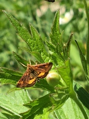 Pyrausta orphisalis