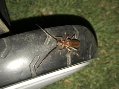 Jebusaea hammerschmidti