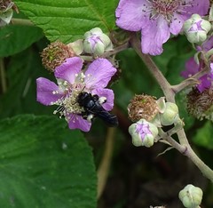 Andrena pilipes