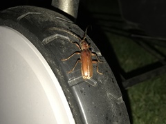 Jebusaea hammerschmidti