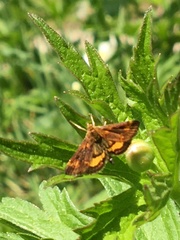 Pyrausta orphisalis