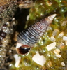 Threaded Bittium - Photo (c) sea-kangaroo, some rights reserved (CC BY-NC-ND), uploaded by sea-kangaroo