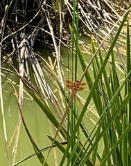 Libellula saturata