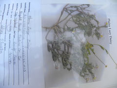 Aphanostephus ramosissimus