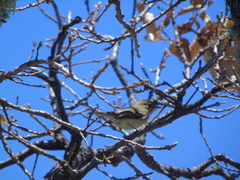 Empidonax difficilis cineritius