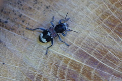 Clerus mutillarius