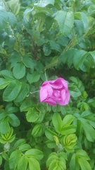 Rosa rugosa