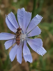 Episyrphus balteatus