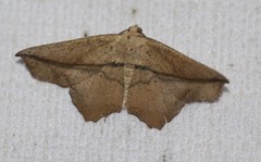 Polyacme dissimilis