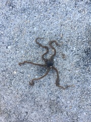 Ophiotrichidae