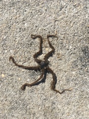 Ophiotrichidae
