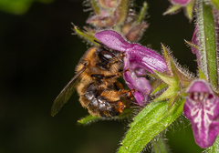 Anthophora furcata