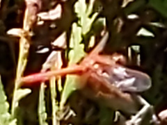 Sympetrum illotum