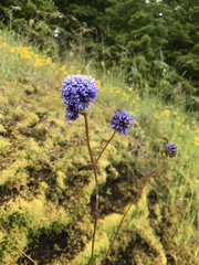 Gilia capitata capitata