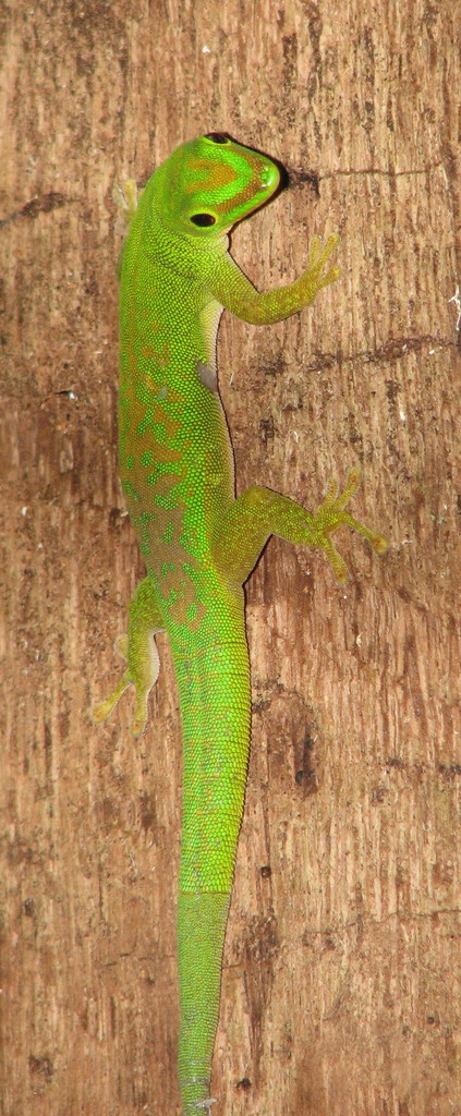 Seychelles Day Gecko