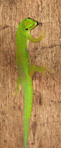 Seychelles Small Day Gecko