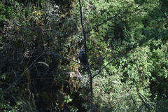 Spizaetus tyrannus