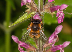 Anthophora furcata