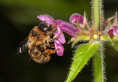 Anthophora furcata