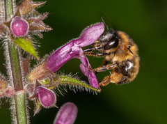 Anthophora furcata