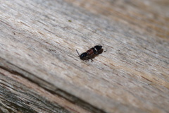 Tilloidea unifasciata