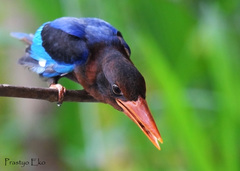 Javan Kingfisher photo 4