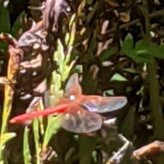 Sympetrum illotum