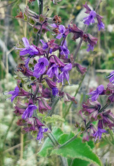 Salvia judaica