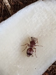 Pseudomethoca contumax