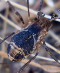 Protolophus tuberculatus