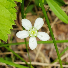 Moehringia