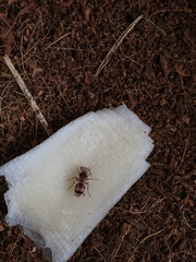 Pseudomethoca contumax