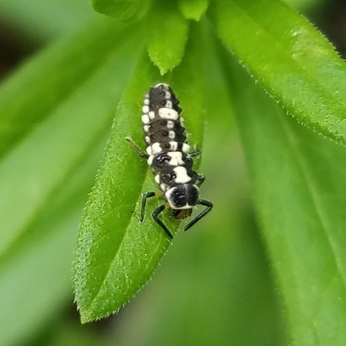 Juodasiūlė boružė nuotrauka