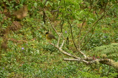 Catharus dryas
