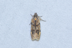 Chionodes bicostomaculella