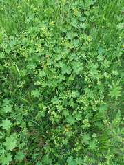 Alchemilla sarmatica