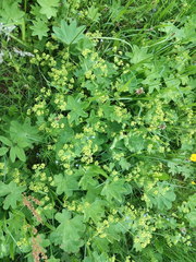 Alchemilla sarmatica