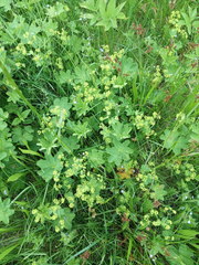 Alchemilla sarmatica