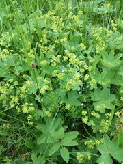 Alchemilla sarmatica