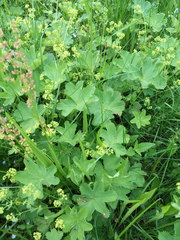 Alchemilla sarmatica