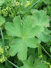 Alchemilla sarmatica