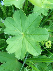 Alchemilla sarmatica