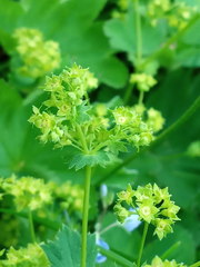 Alchemilla sarmatica