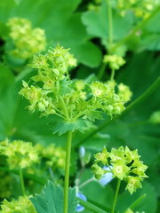 Alchemilla sarmatica