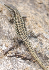 Podarcis erhardii