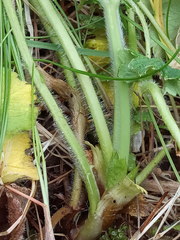Alchemilla sarmatica