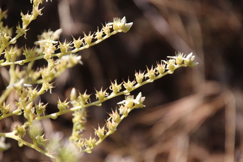 Fingertips (Dudleya edulis)